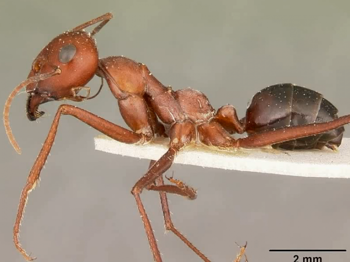 M2 2014-12-01 04 Cataglyphis